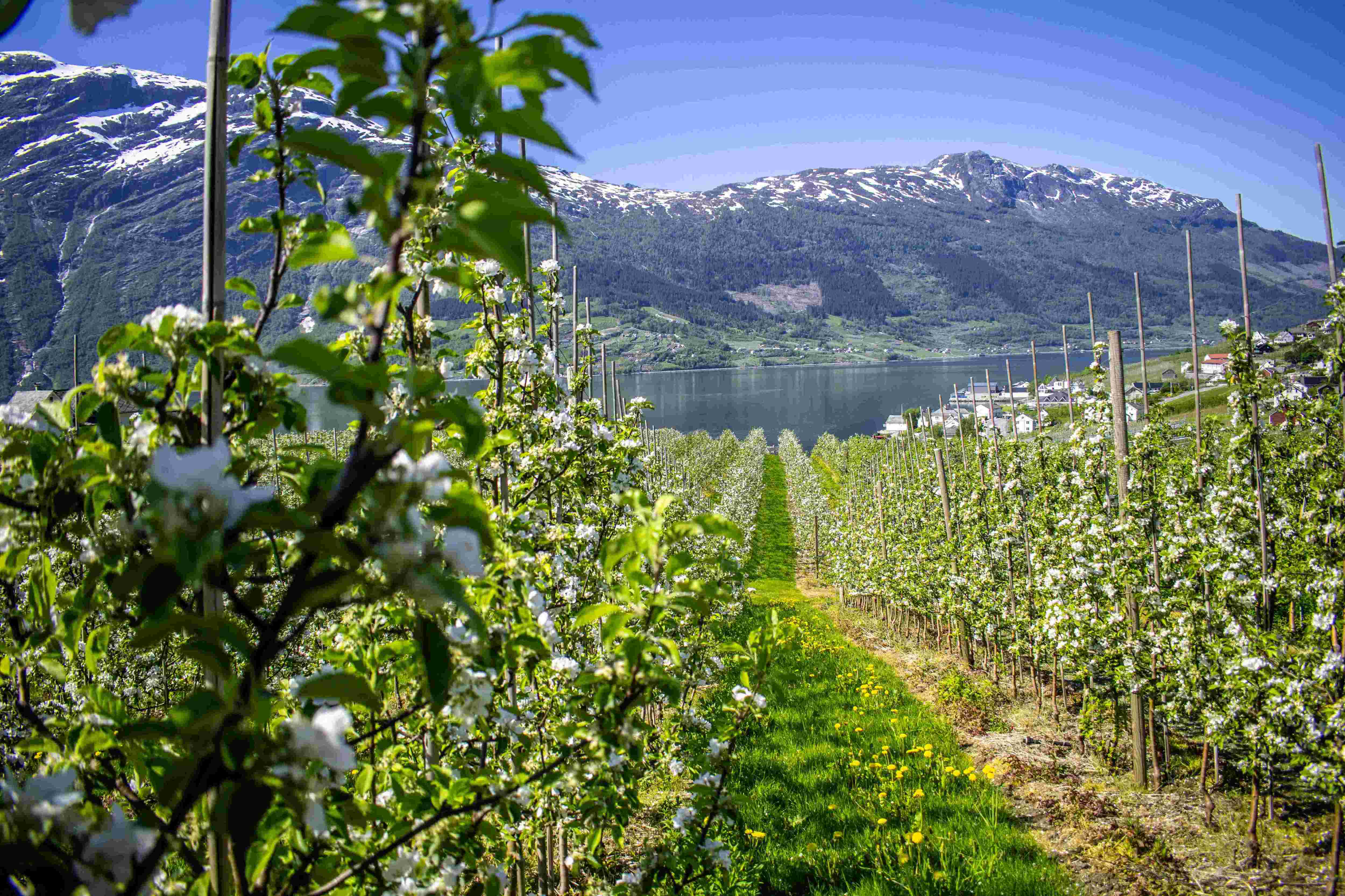 V�rtur til Hardanger