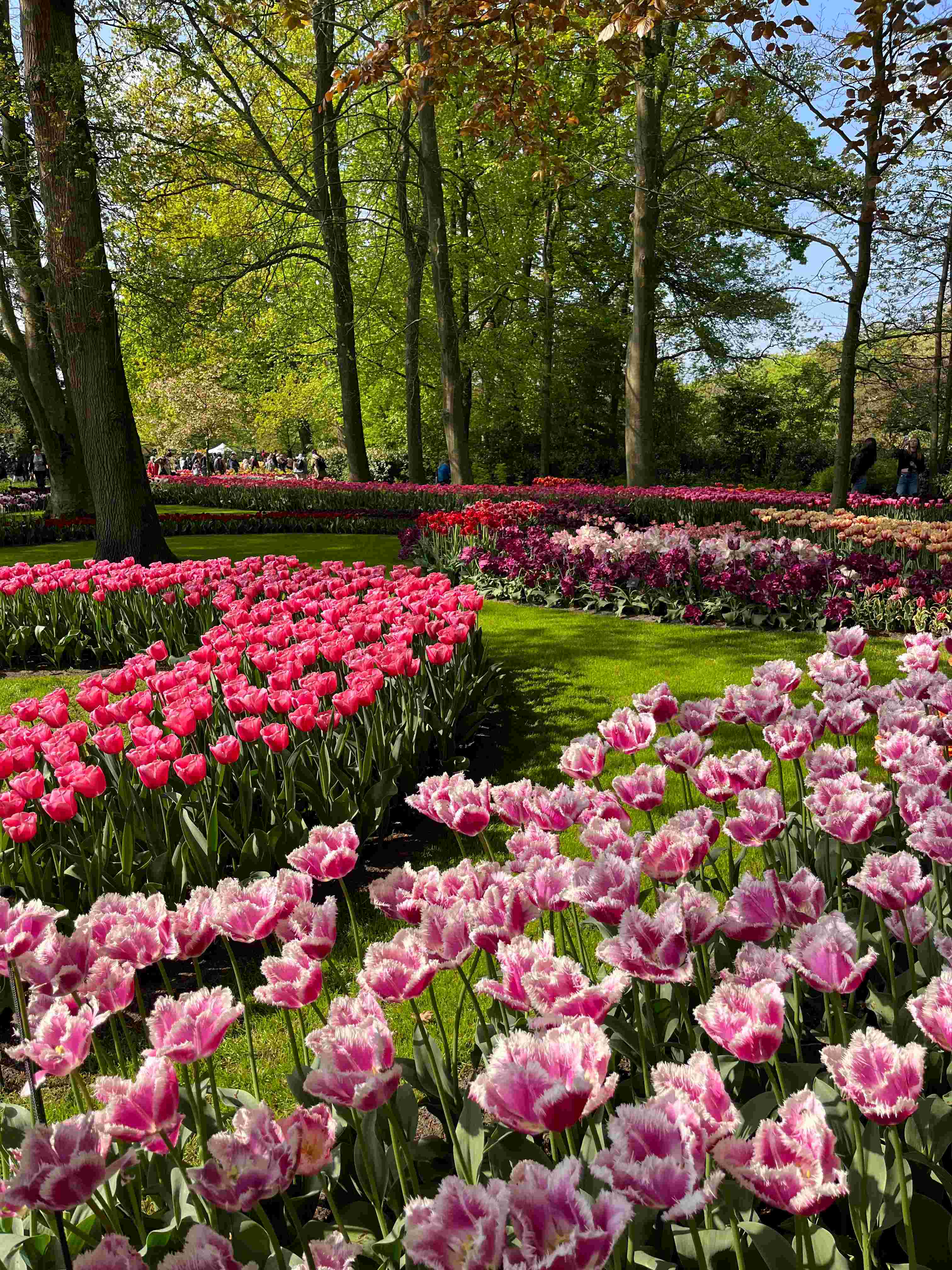 Blomstring i Holland